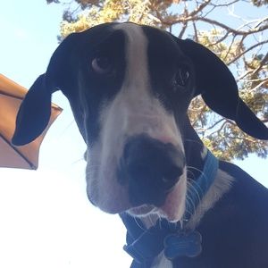 Meet your Posher, Hugo